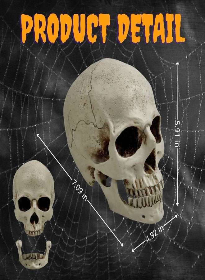 PlentifulHome Realistic Resin Human Skull Decor - Life-Size Halloween Skeleton Head with Removable Jaw, Macabre Fake Skull Prop for Home, Office, or Haunted Display - Image 4